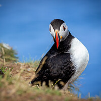 Buy canvas prints of Puffin by David Jeffery