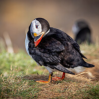 Buy canvas prints of Puffin by David Jeffery