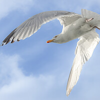 Buy canvas prints of Gull in flight, Isle of Mull by David Jeffery