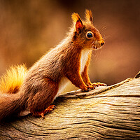 Buy canvas prints of Red Squirrel by David Jeffery