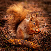 Buy canvas prints of Red Squirrel eating a Hazelnut by David Jeffery