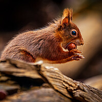 Buy canvas prints of Red Squirrel about to run by David Jeffery
