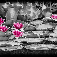 Buy canvas prints of Pink Water Lilies by David Jeffery