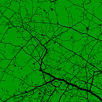 Buy canvas prints of Epping Forest Tree Canopy in Green by David Jeffery
