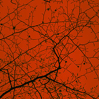 Buy canvas prints of Epping Forest Tree Canopy in Red by David Jeffery