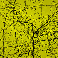 Buy canvas prints of Epping Forest Tree Canopy in Yellow by David Jeffery