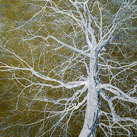 Buy canvas prints of Bare Tree by David Jeffery