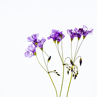 Buy canvas prints of Dried Purple Flowers by David Jeffery