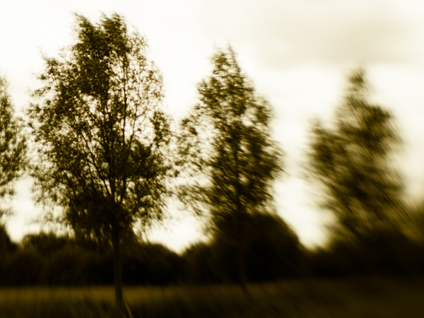 Trees Canvas Print by David Jeffery