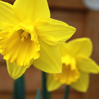 Buy canvas prints of  daffodil by mark philpott