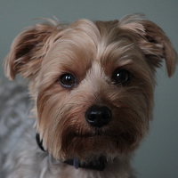Buy canvas prints of  cute looking yorkie by mark philpott