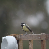 Buy canvas prints of  blue tit sitting in the rain by mark philpott