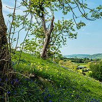 Buy canvas prints of Spring flowers on High Tor, Matlock, Derbyshire by Lisa Hands