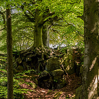 Buy canvas prints of Wood on Riber Hill, Matlock, Derbyshire by Lisa Hands