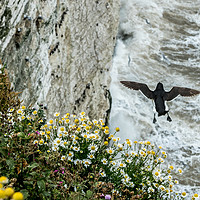 Buy canvas prints of Bempton Cliffs, near Filey - Where to land? by Lisa Hands