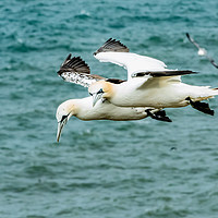 Buy canvas prints of Gannets 1 by Lisa Hands