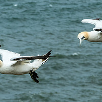 Buy canvas prints of Gannets 2 by Lisa Hands