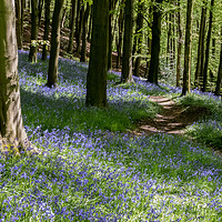 Buy canvas prints of Bluebell Wood, Moss Valley 1 by Lisa Hands