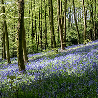 Buy canvas prints of Bluebell Wood, Moss Valley 3 by Lisa Hands
