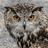 Buy canvas prints of European Eagle Owl - 1 by Lisa Hands