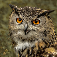 Buy canvas prints of European Eagle Owl - 2 by Lisa Hands