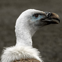 Buy canvas prints of Eurasian Griffon Vulture by Lisa Hands