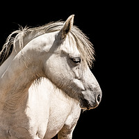 Buy canvas prints of White Pony by Lisa Hands