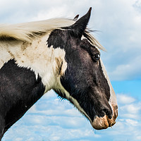 Buy canvas prints of Piebald Horse by Lisa Hands