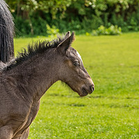 Buy canvas prints of The Foal - 2 by Lisa Hands