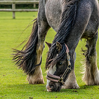 Buy canvas prints of The Shire Horse by Lisa Hands