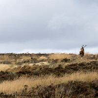 Buy canvas prints of Lone Stag 1 by Lisa Hands