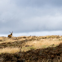 Buy canvas prints of Lone Stag 2 by Lisa Hands