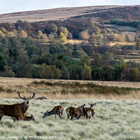 Buy canvas prints of White Edge Red Deer by Lisa Hands