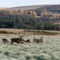 Buy canvas prints of White Edge Red Deer 2 by Lisa Hands