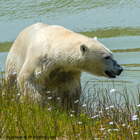 Buy canvas prints of Polar Bear by Lisa Hands