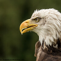 Buy canvas prints of Portrait of a Bald Eagle by Lisa Hands