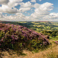 Buy canvas prints of Heather overlooking Hathersage by Lisa Hands