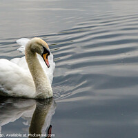 Buy canvas prints of The Swan by Lisa Hands