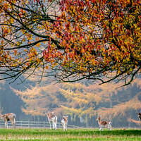 Buy canvas prints of Autumn Herd by Lisa Hands
