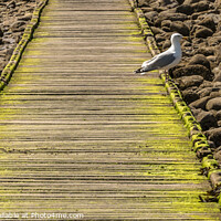 Buy canvas prints of Seagull Boardwalk by Lisa Hands