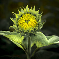 Buy canvas prints of Sunflower waiting to Bloom  by Ray Tickle