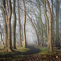 Buy canvas prints of Misty Path  by Ray Tickle