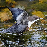 Buy canvas prints of Dipper by Pam Parsons