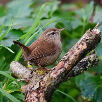 Buy canvas prints of Wren by Pam Parsons