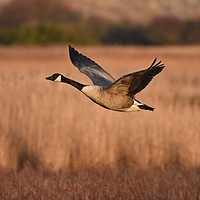 Buy canvas prints of Canada Goose In Flight by Pam Parsons