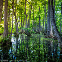 Buy canvas prints of Louisiana Swamp by Thomas Faull