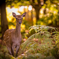 Buy canvas prints of Young deer in forest glade by Thomas Faull