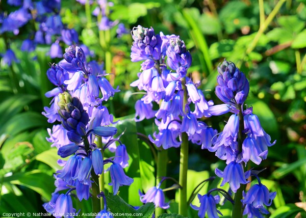 Bluebells in London Picture Board by Nathalie Hales