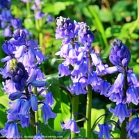 Buy canvas prints of Bluebells in London by Nathalie Hales