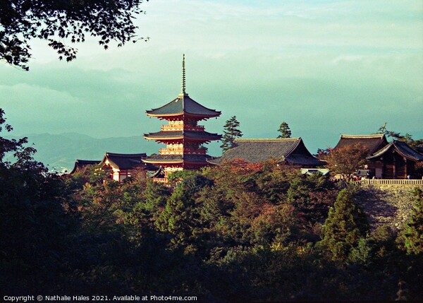 Kiyomizudera Temple, Kyoto Japan Picture Board by Nathalie Hales